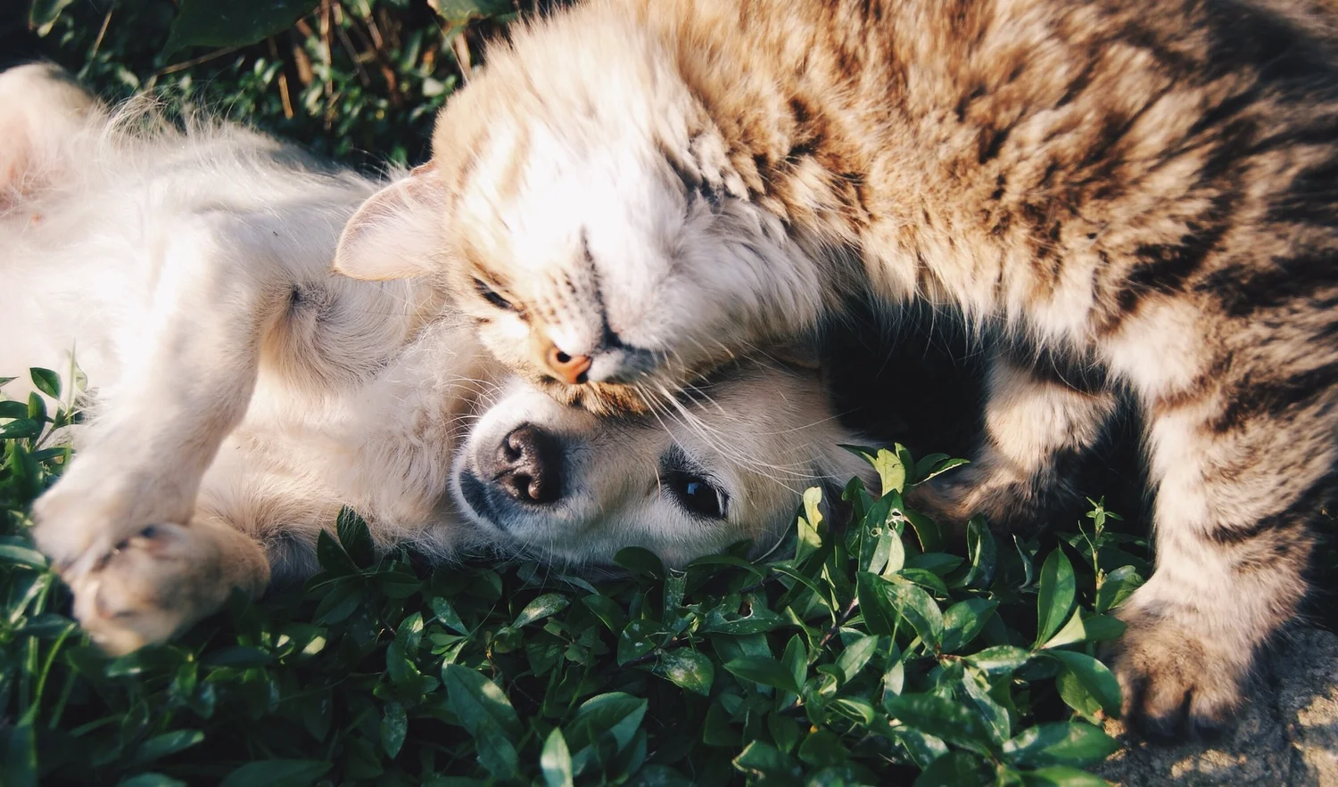 Happy pets receiving affection