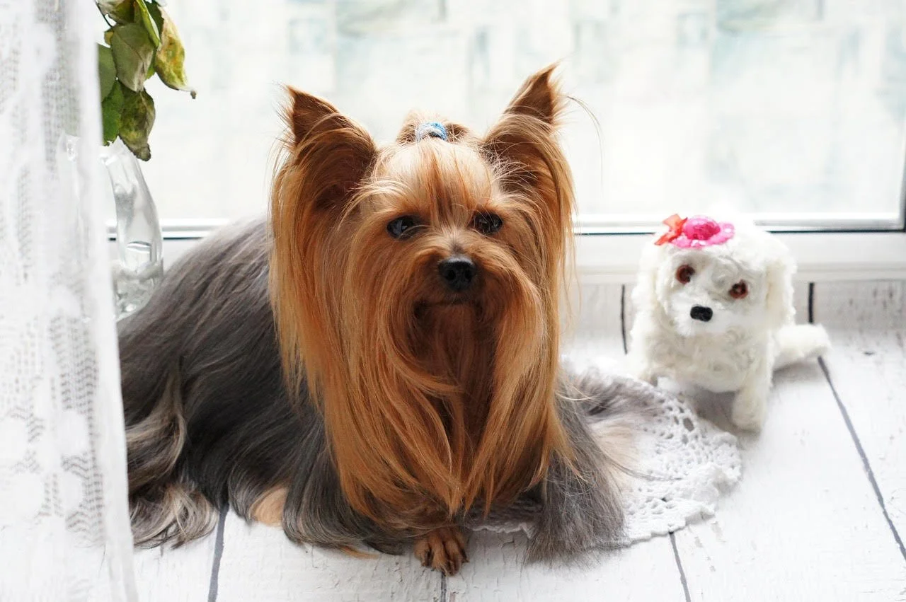 Freshly groomed Yorkie
