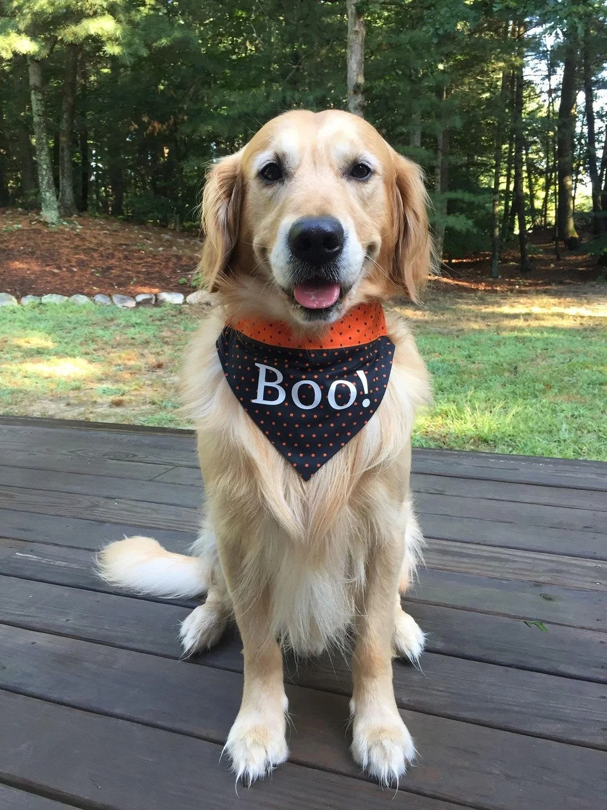 Golden retriever pet guest at Doggy Bubbles