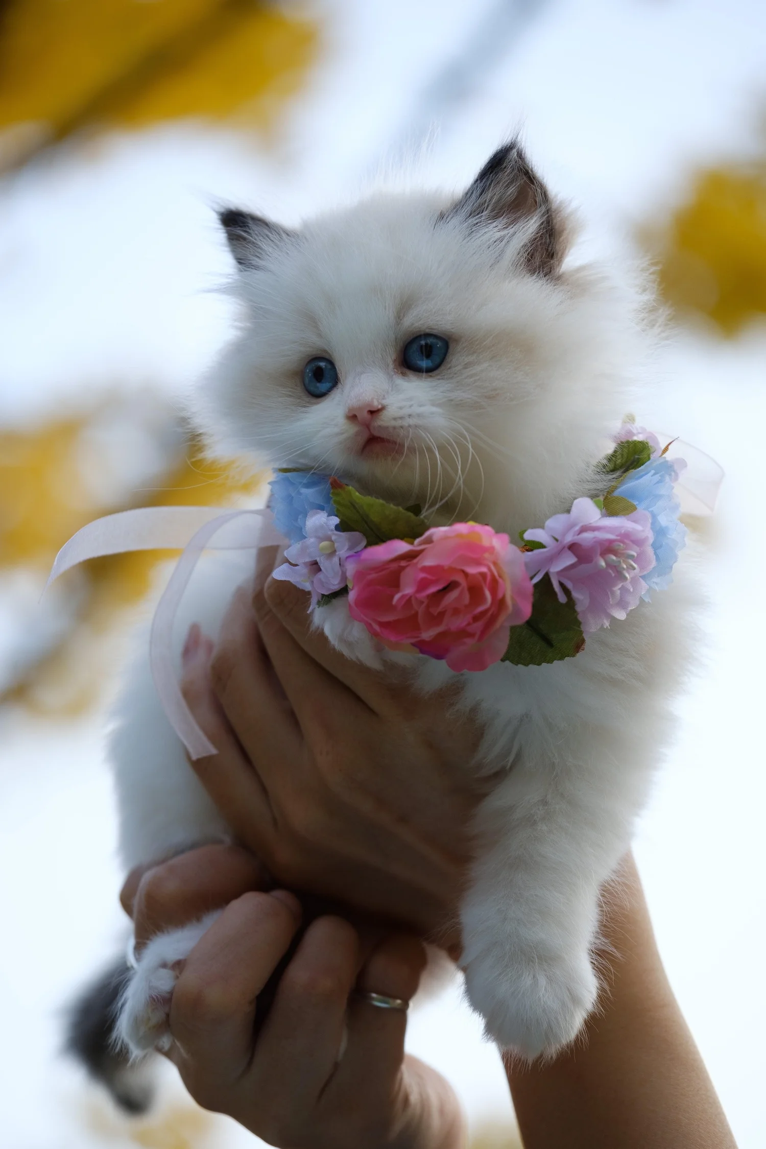 White cat being handled gently