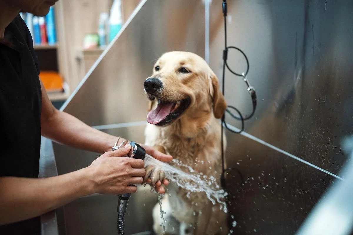Golden Retriever getting washed